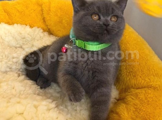 Top Kafalı Blue Brıtısh Shorthair görsel