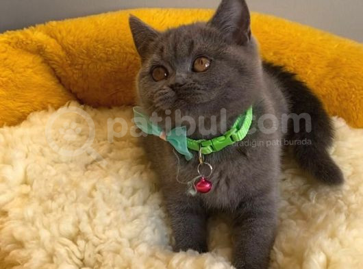 Top Kafalı Blue Brıtısh Shorthair görsel