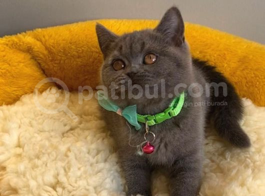 Top Kafalı Blue Brıtısh Shorthair