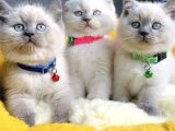 A Class Bluepoınt Brıtısh Shorthair