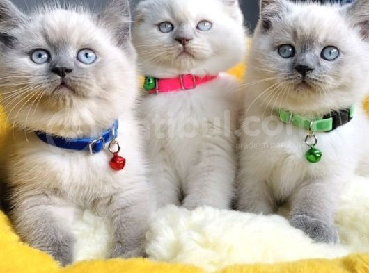 A Class Bluepoınt Brıtısh Shorthair görsel