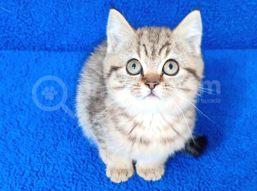 Golden Tabii British Yavrumuz Teslime Hazırdır görsel