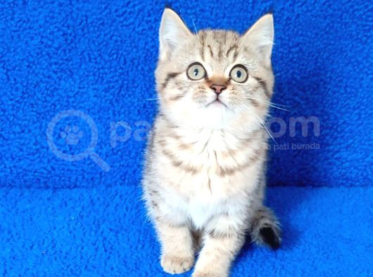 Golden Tabii British Yavrumuz Teslime Hazırdır görsel