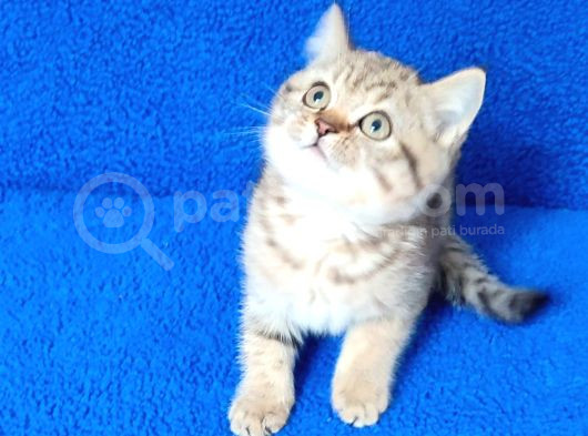 Golden Tabii British Yavrumuz Teslime Hazırdır görsel