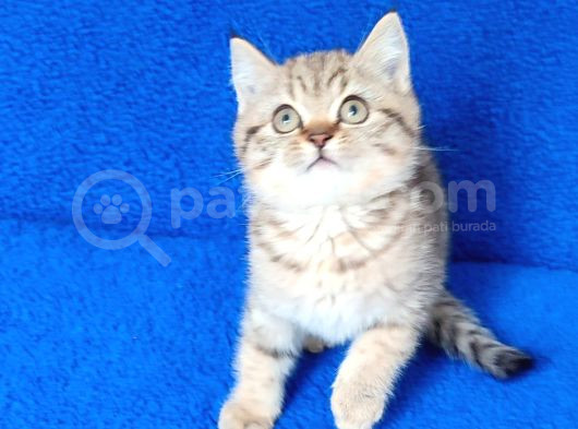 Golden Tabii British Yavrumuz Teslime Hazırdır görsel
