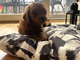 Evde Doğum Yavru Poodle Bebekler