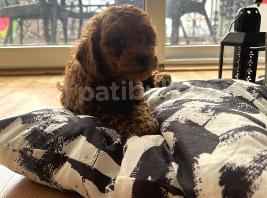 Evde Doğum Yavru Poodle Bebekler görsel