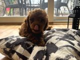 Evde Doğum Yavru Poodle Bebekler
