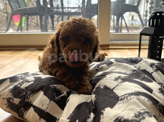 Evde Doğum Yavru Poodle Bebekler görsel