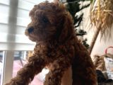 Evde Doğum Yavru Poodle Bebekler