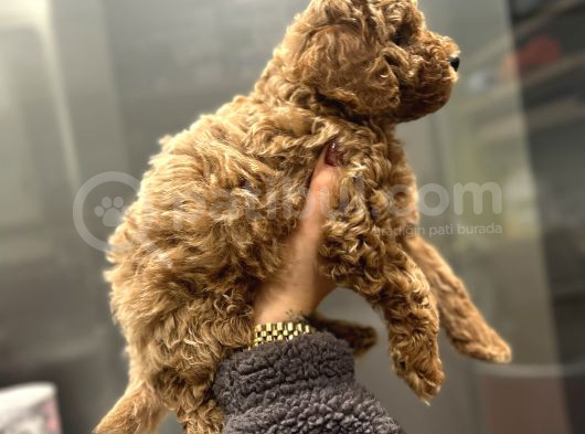 Mikro Poodle Yavrular görsel