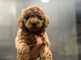 mIKRO POODLE YAVRULAR
