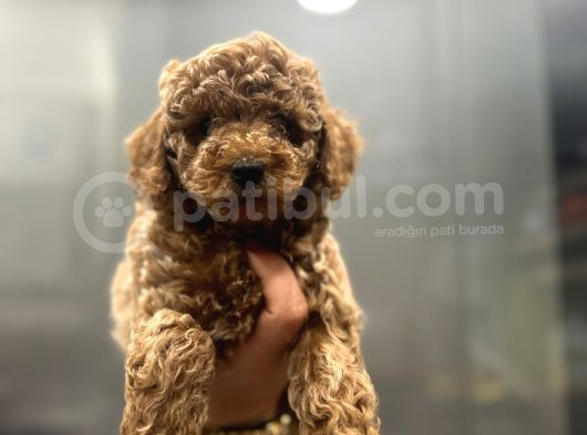 Mikro Poodle Yavrular
