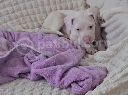 3 Aylık 1 Dişi 1 Erkek Safkan Dogo