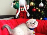 Scottish Fold Lynx Point Bebekler