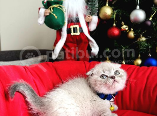 Scottish Fold Lynx Point Bebekler görsel