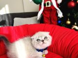 Scottish Fold Lynx Point Bebekler