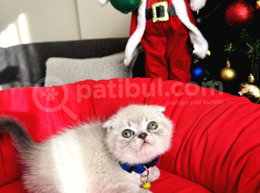 Scottish Fold Lynx Point Bebekler görsel
