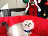 Scottish Fold Lynx Point Bebekler