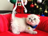 Scottish Fold Lynx Point Bebekler