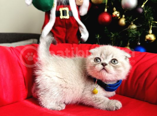 Scottish Fold Lynx Point Bebekler görsel
