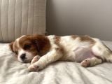 Cavailer King Charles Yavru  Ücretsiz
