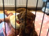 Evde Doğum Yavru Poodle Bebekler