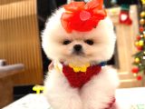Orjinal Teddy Bear Pomeranian Yavrular
