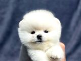 Pomeranian Yavrularımız
