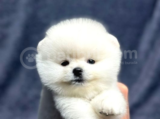 Pomeranian Yavrularımız görsel