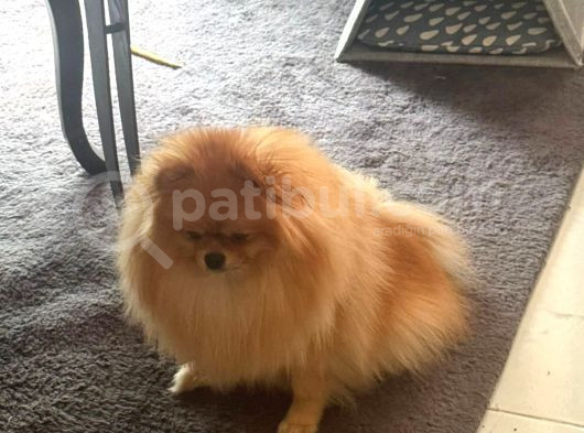 Safkan Irk Garantili Pomerianan Boo görsel