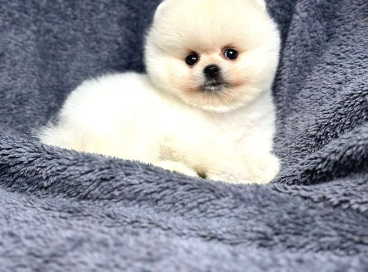 Pomeranian Yavrularımız görsel