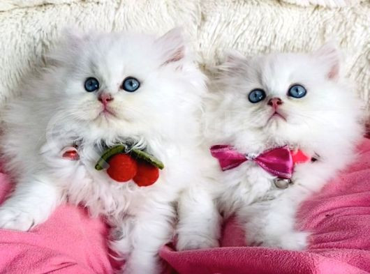 Özel Sevenlere Maviş Ns1133 British Longhair görsel