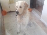 Can dostum  kavun