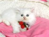 İnci beyaz british Longhair bebegim
