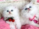 Özel Sevenlere Maviş Ns1133 British Longhair