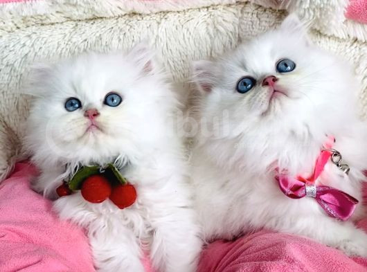 Özel Sevenlere Maviş Ns1133 British Longhair görsel