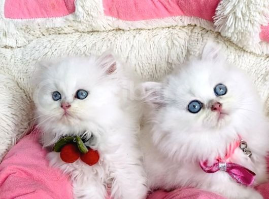 Özel Sevenlere Maviş Ns1133 British Longhair görsel