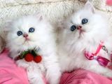 Özel Sevenlere Maviş Ns1133 British Longhair