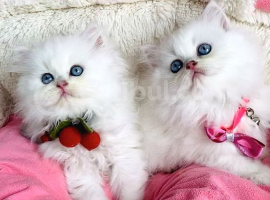 Özel Sevenlere Maviş Ns1133 British Longhair görsel