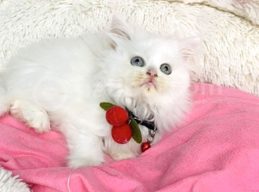 İnci Beyaz British Longhair Bebegim görsel