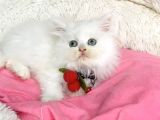 İnci Beyaz British Longhair Bebegim
