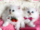 Özel Sevenlere Maviş Ns1133 British Longhair