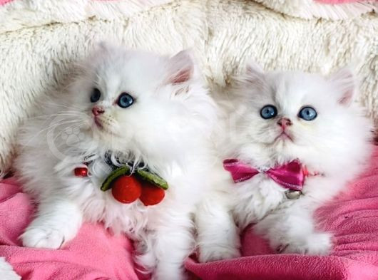 Özel Sevenlere Maviş Ns1133 British Longhair görsel