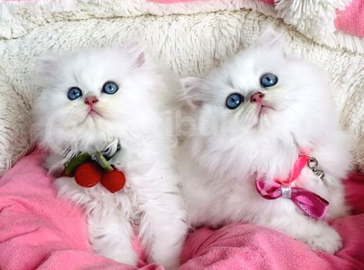 Özel Sevenlere Maviş Ns1133 British Longhair