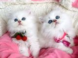 Özel Sevenlere Maviş Ns1133 British Longhair