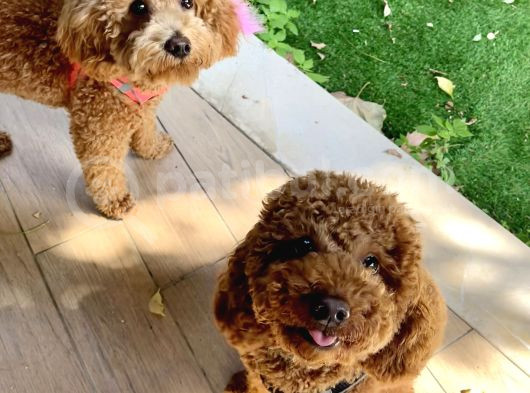 Evde Doğan 7 Haftalık Toy Poodle Yavruları görsel