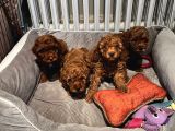 Evde Doğan 7 Haftalık Toy Poodle Yavruları