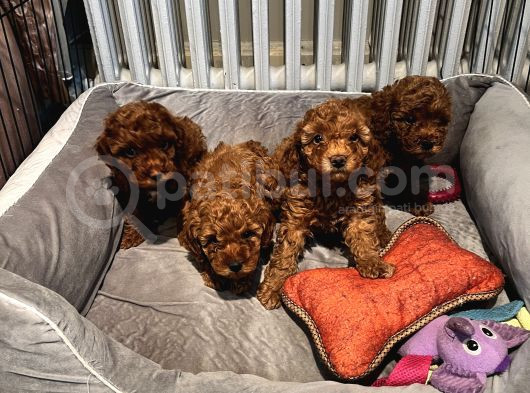 Evde Doğan 7 Haftalık Toy Poodle Yavruları görsel