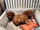 Evde Doğan 7 Haftalık Toy Poodle Yavruları